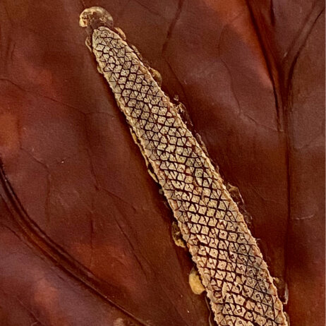 Sabrina Hölzer Anthurium. Detail from framed plate 50 x70 cm