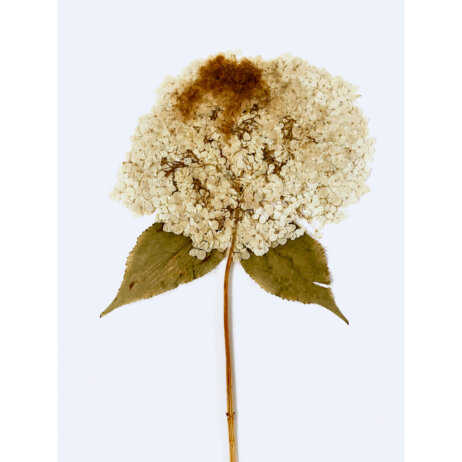 Sabrina Hoelzer Hydrangea. Detail from framed plate 50 x 70 cm