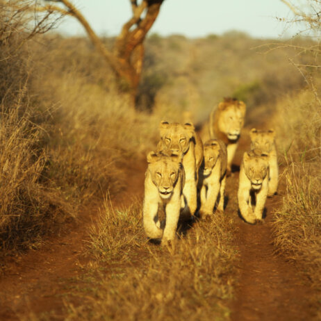 Thanda I South Arfica (22)