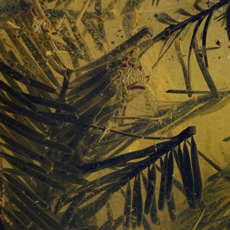 Bruder Markt I Kardelen Ari