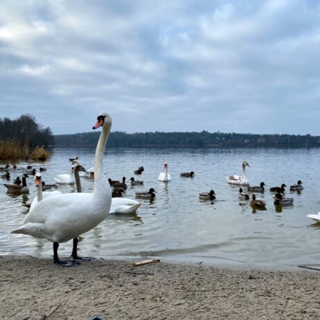 Havelhoehenweg Berlin (5)