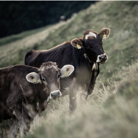 Hubertus Mountain Refugio Allgaeu (11)