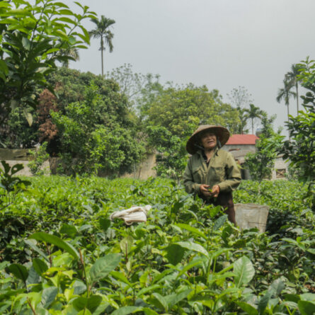 i I From the tea plantations to the fields Hanoi I Vietnam I Easia