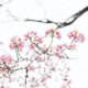 Photo by Masaaki Komori I Kirschbluete (2)