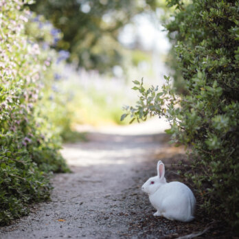 Osterspaziergang Kaninchen (1)
