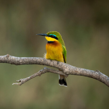 Grumeti Serengeti River Lodge von andBeyond (9)