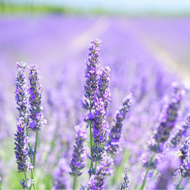 Lavendel