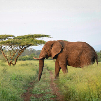 Mavela Game Lodge I Elephant