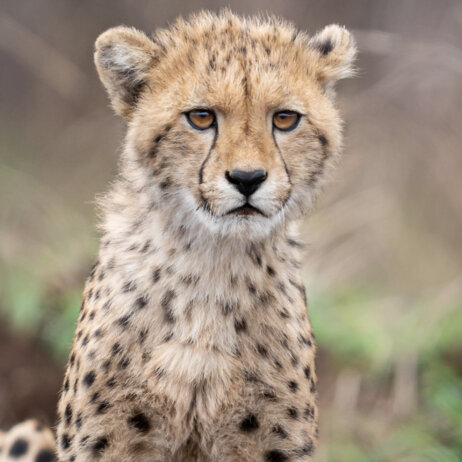 Mavela Game Lodge I Gepard (3)