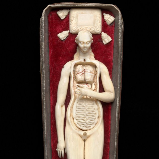 8706 anatomisches weibliches Modell