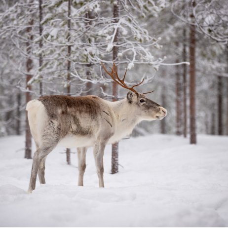 Octola Wilderness Lodge (13)