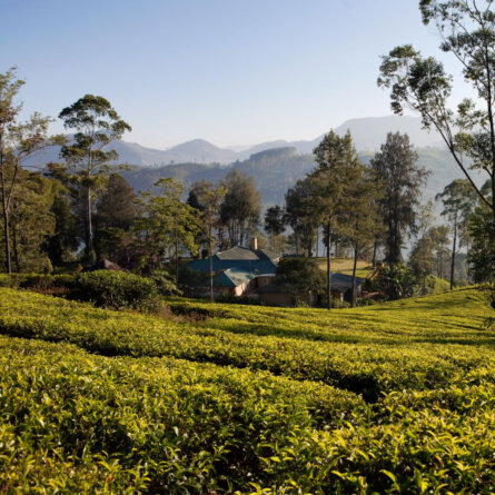 Ceylon Tea Trails (54)