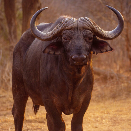 Matetsi Victoria Falls (3)