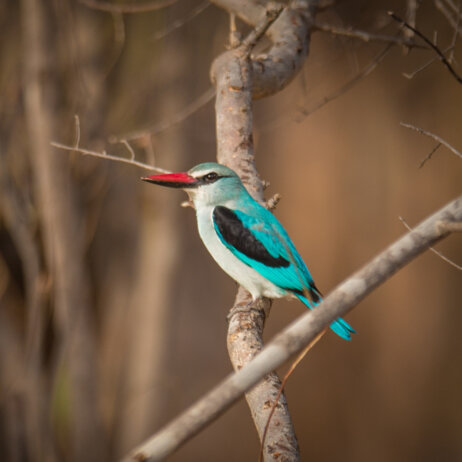 Matetsi Victoria Falls (43)