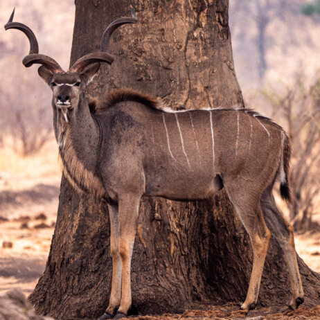 Matetsi Victoria Falls (9)