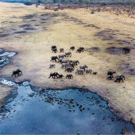 Matetsi Victoria Falls I Wildlife (4)