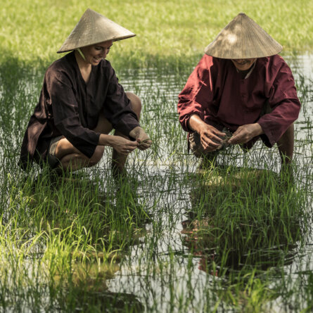 Hoi An tour rice planting I FS the Nam Hai