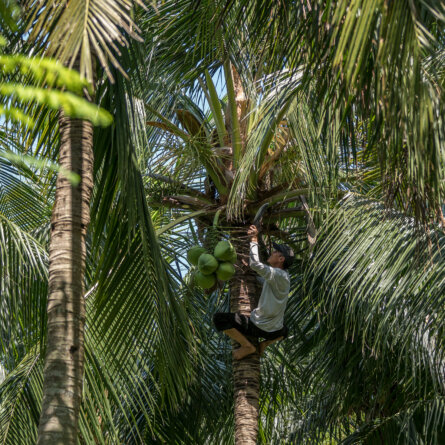 Resort Coconut Harvesting I FS the Nam Hai