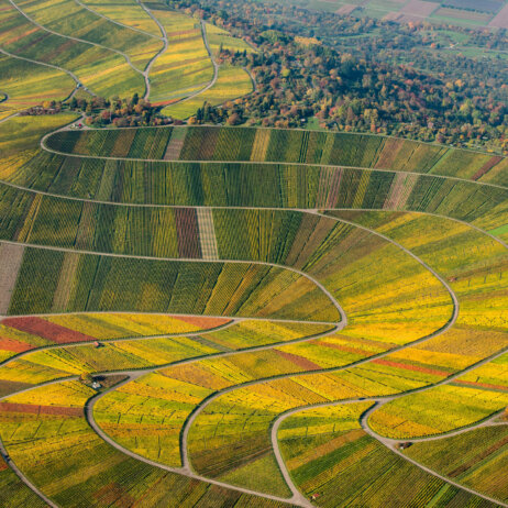 Weingut Ellwanger I Weinberge in Schnait