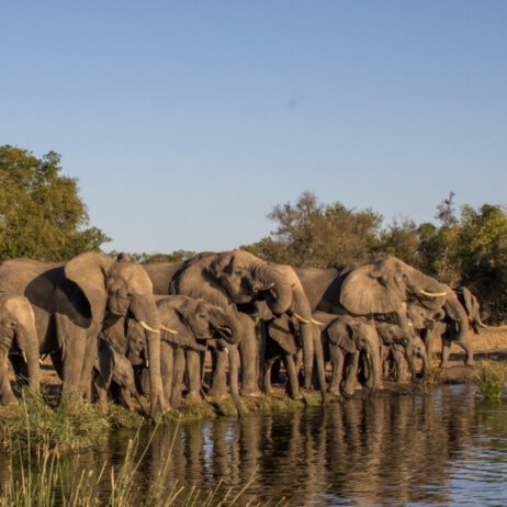Sabi Sabi Private Game Reserve I Safari (22)