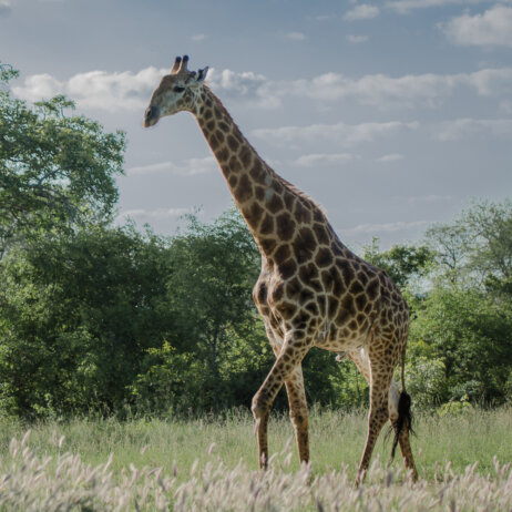 Sabi Sabi Private Game Reserve I Safari (8)
