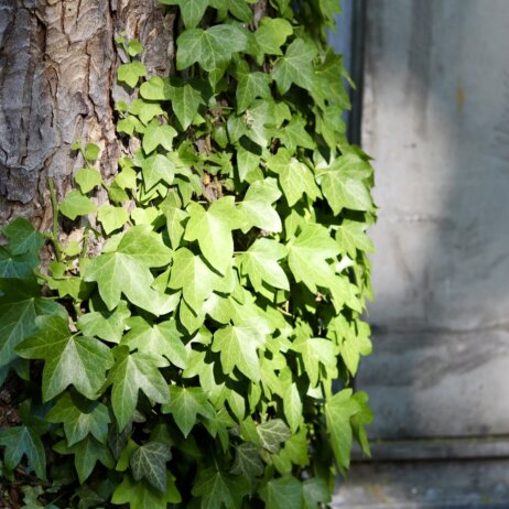 Alter Berliner Garnisonfriedhof _ Foto Ole Zimmermann (54)
