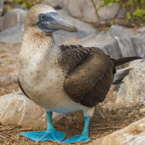 Galapagos Inseln Ecuador (11)