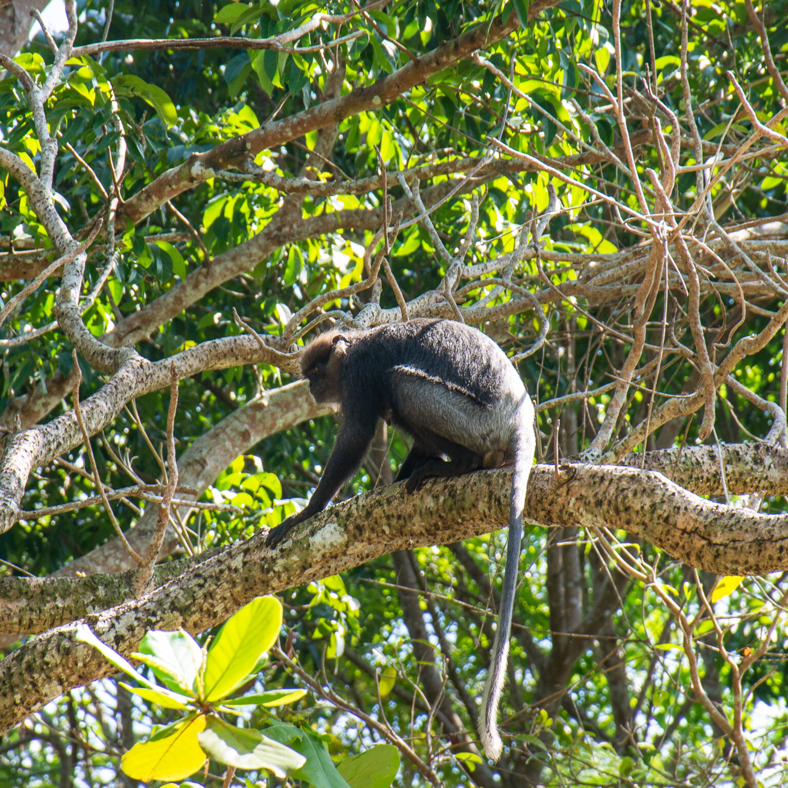 Haritha Villas + Spa I Grounds