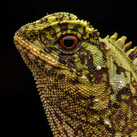 Mashpi Lodge Ecuador (6)