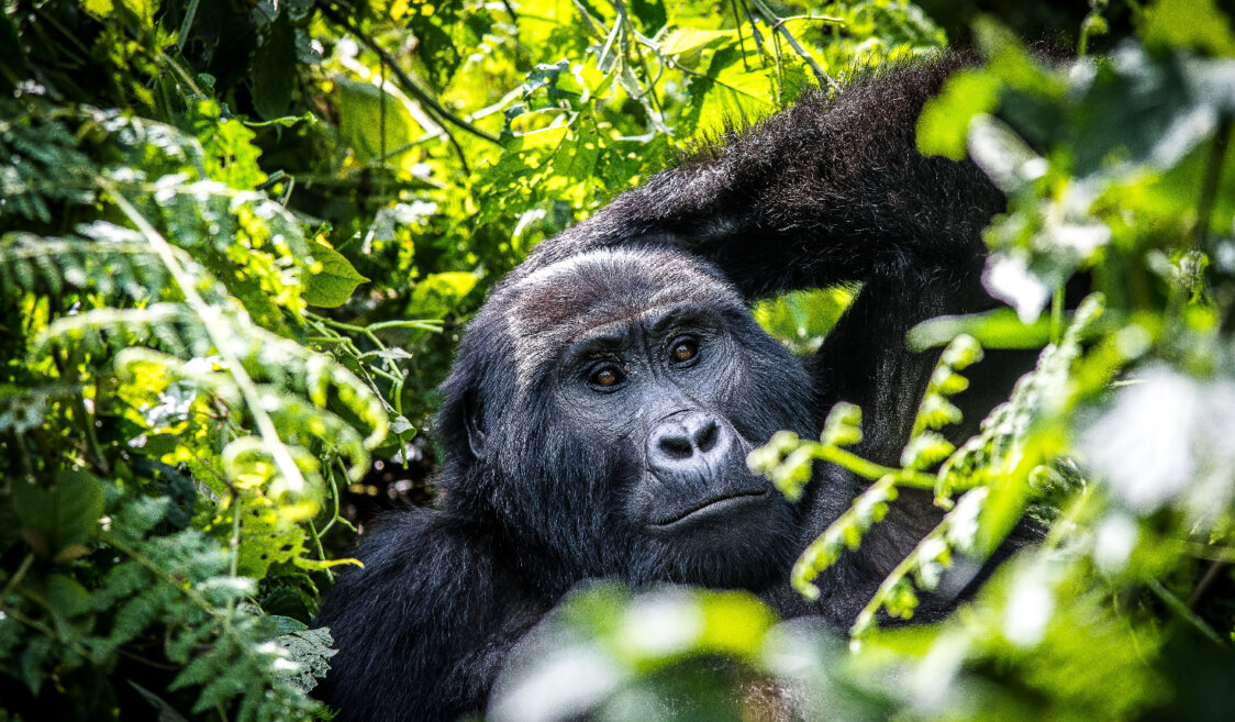 Uganda _ Gorilla Trekking