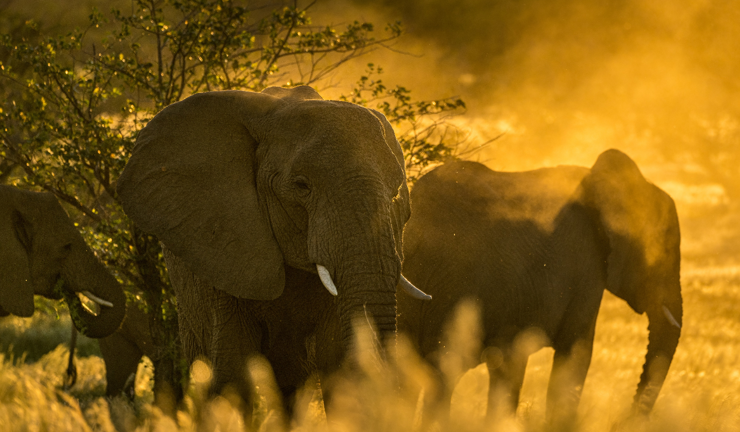 Chiwani Safari Camps Namibia (5)