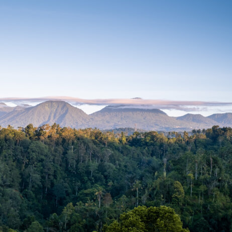 Buahan Banyan Tree Escape -6