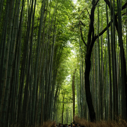 Arashiyama, Japan I Foto von David Emrich auf Unsplash