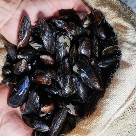 Auster Region Hamburg-03