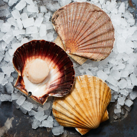 Auster Region Hamburg-04