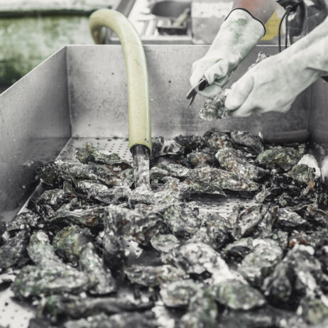 Auster Region Hamburg-08