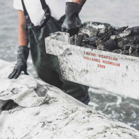 Auster Region Hamburg-10