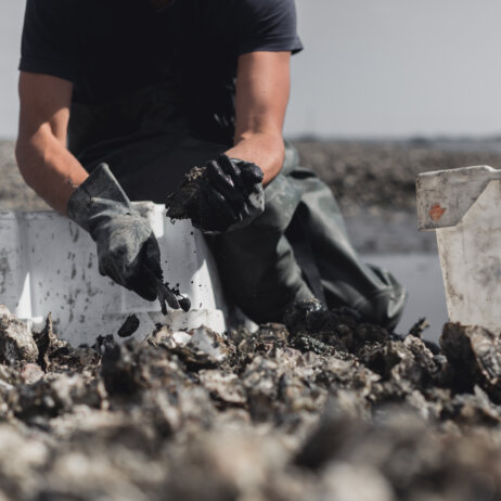 Auster Region Hamburg-11