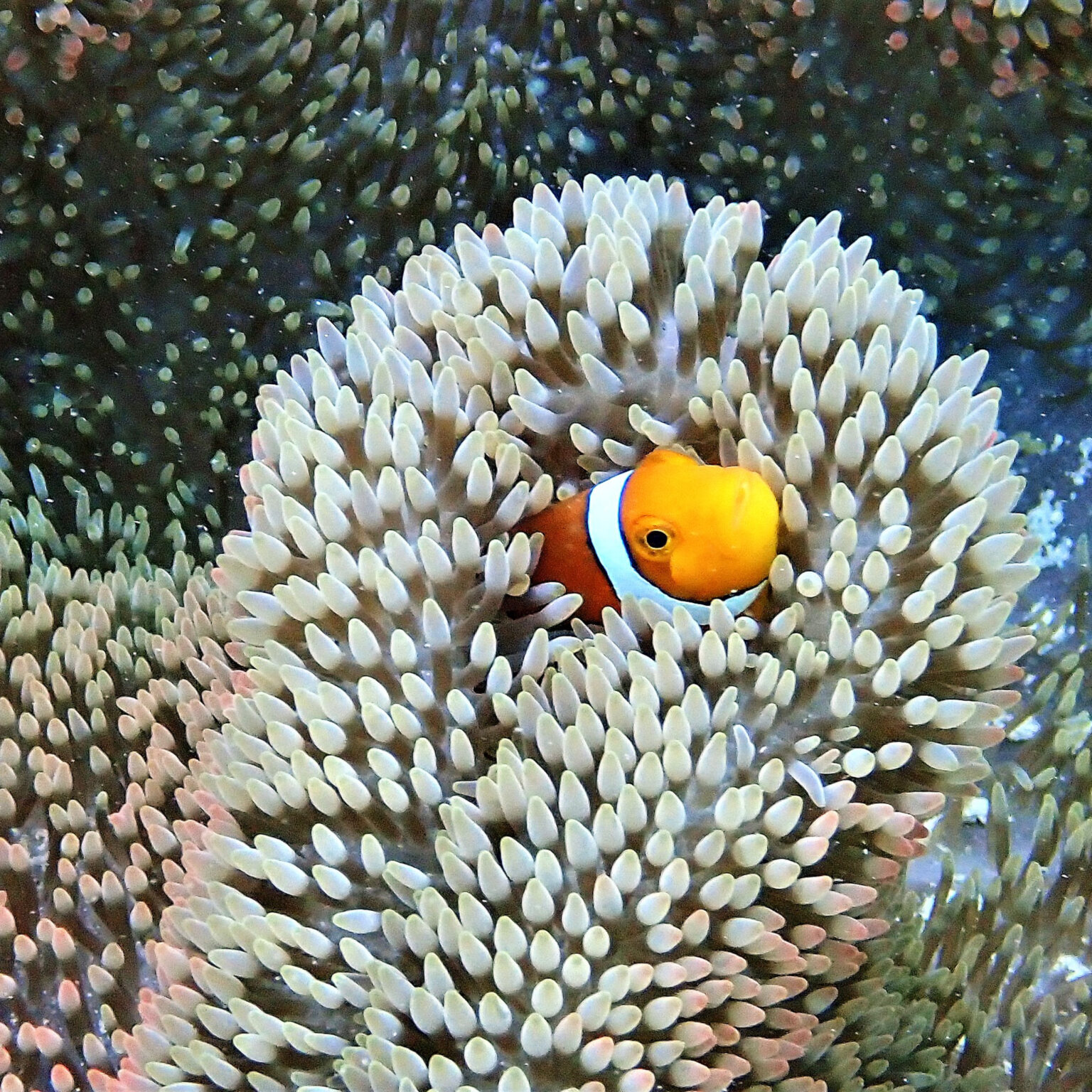 OLYMPUS DIGITAL CAMERA