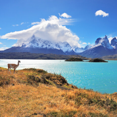 Graceful silhouette guanaco on the lake Pehoe