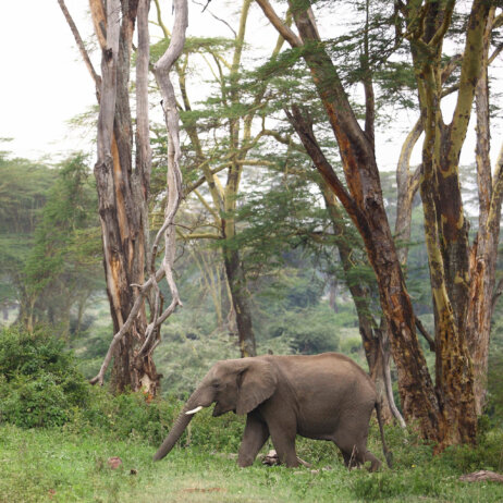 Tanzania Ngorongoro Crater Lodge-2