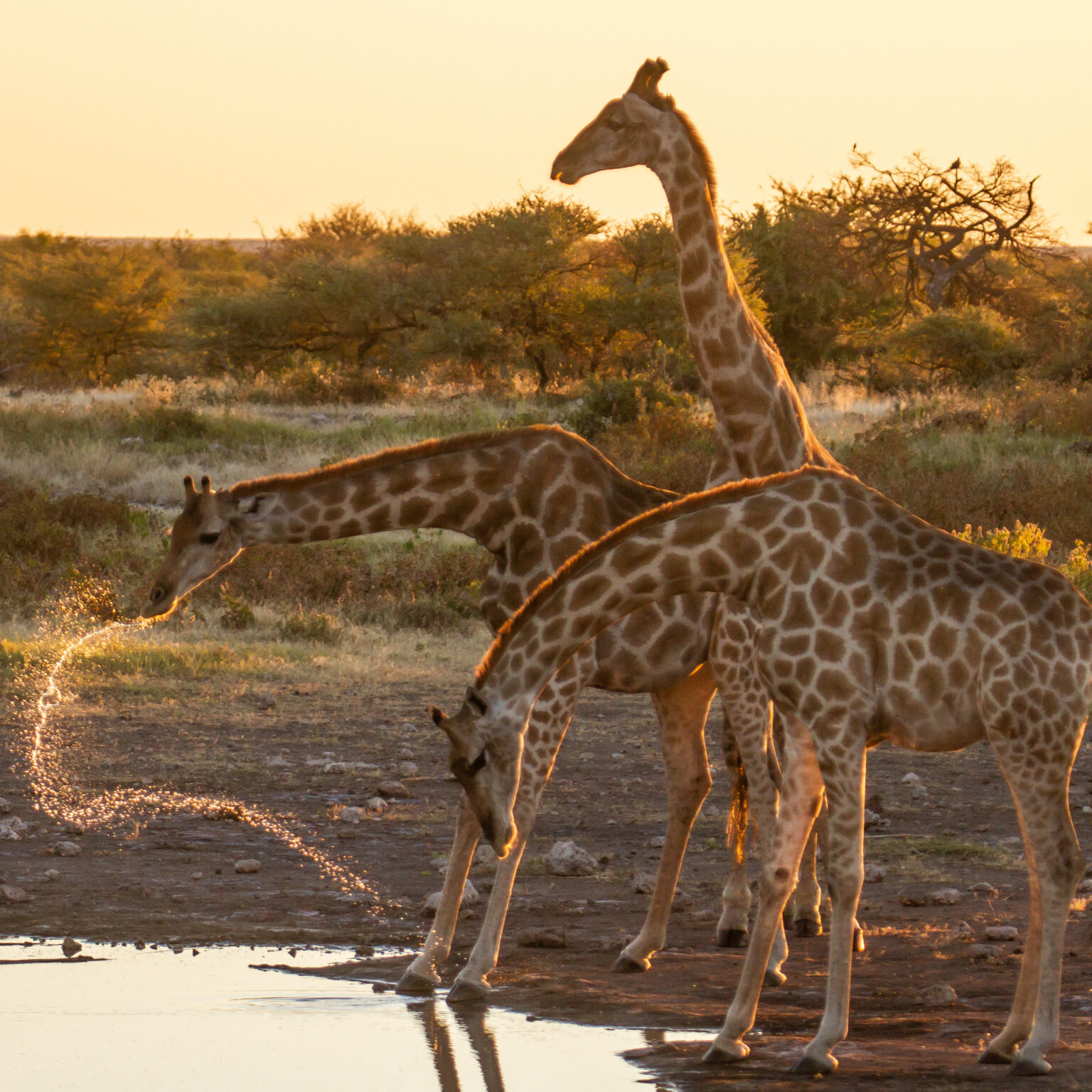 Namibia _ Foto Ute von Ludwiger -12
