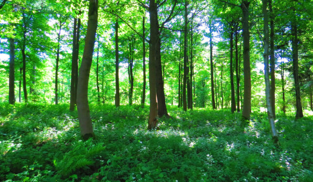 Plänterwald