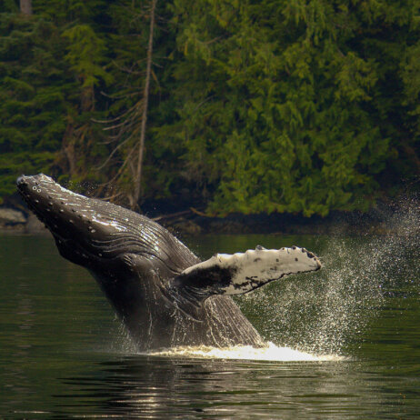 Photo by Douglas Neasloss ©Excursionist-1