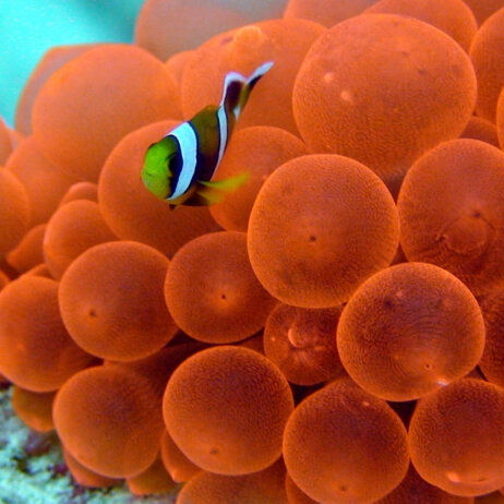 The Manta Resort I Pemba Island-23