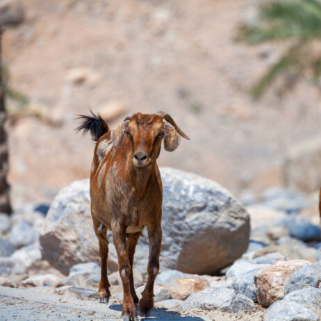 Six Senses Zighy Bay, Oman-27
