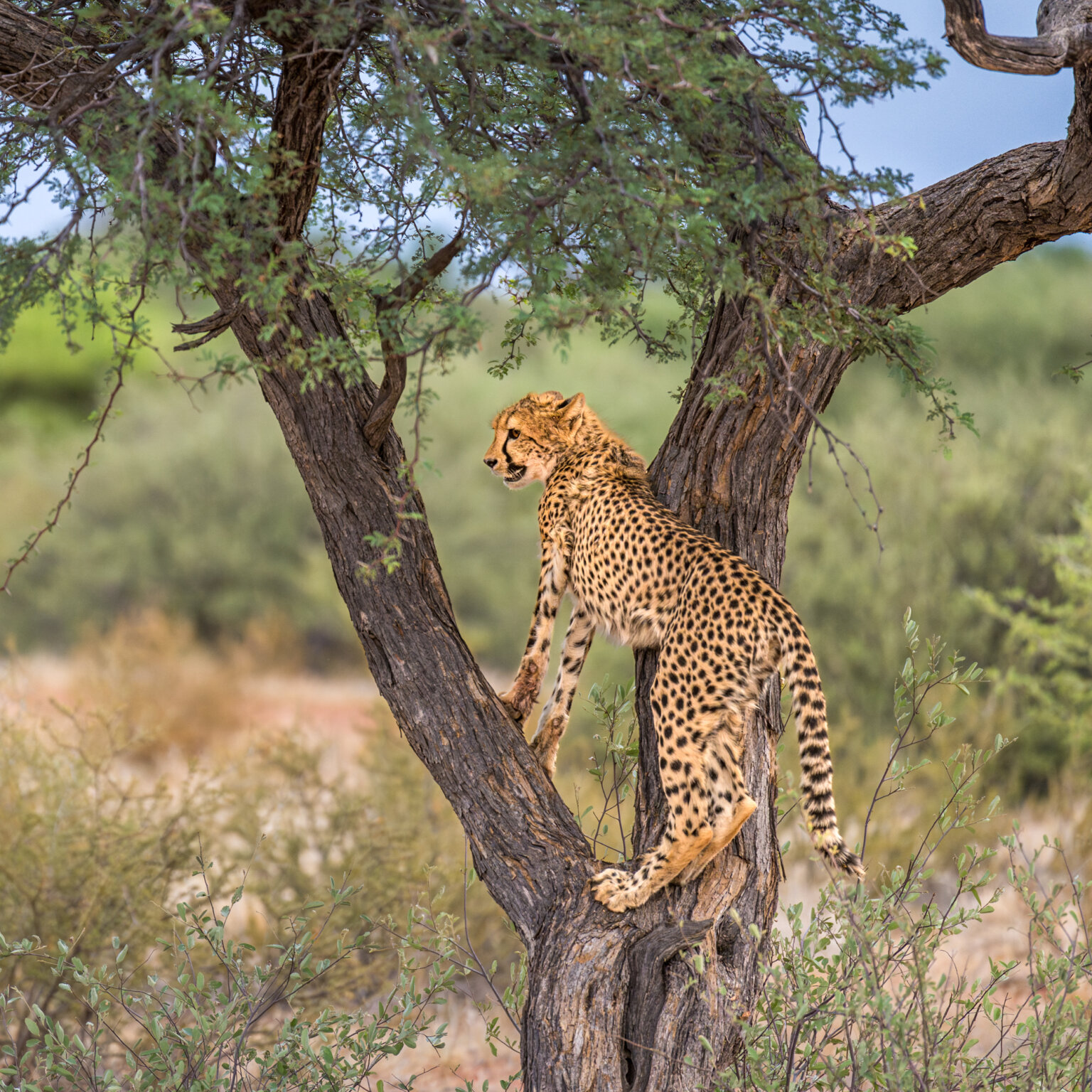 Tswalu Kalahari Reserve -39 - Kopie