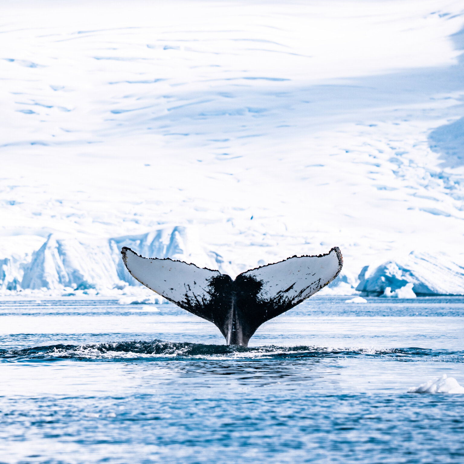 Antarctica I KAREN PARADA DEWETAK