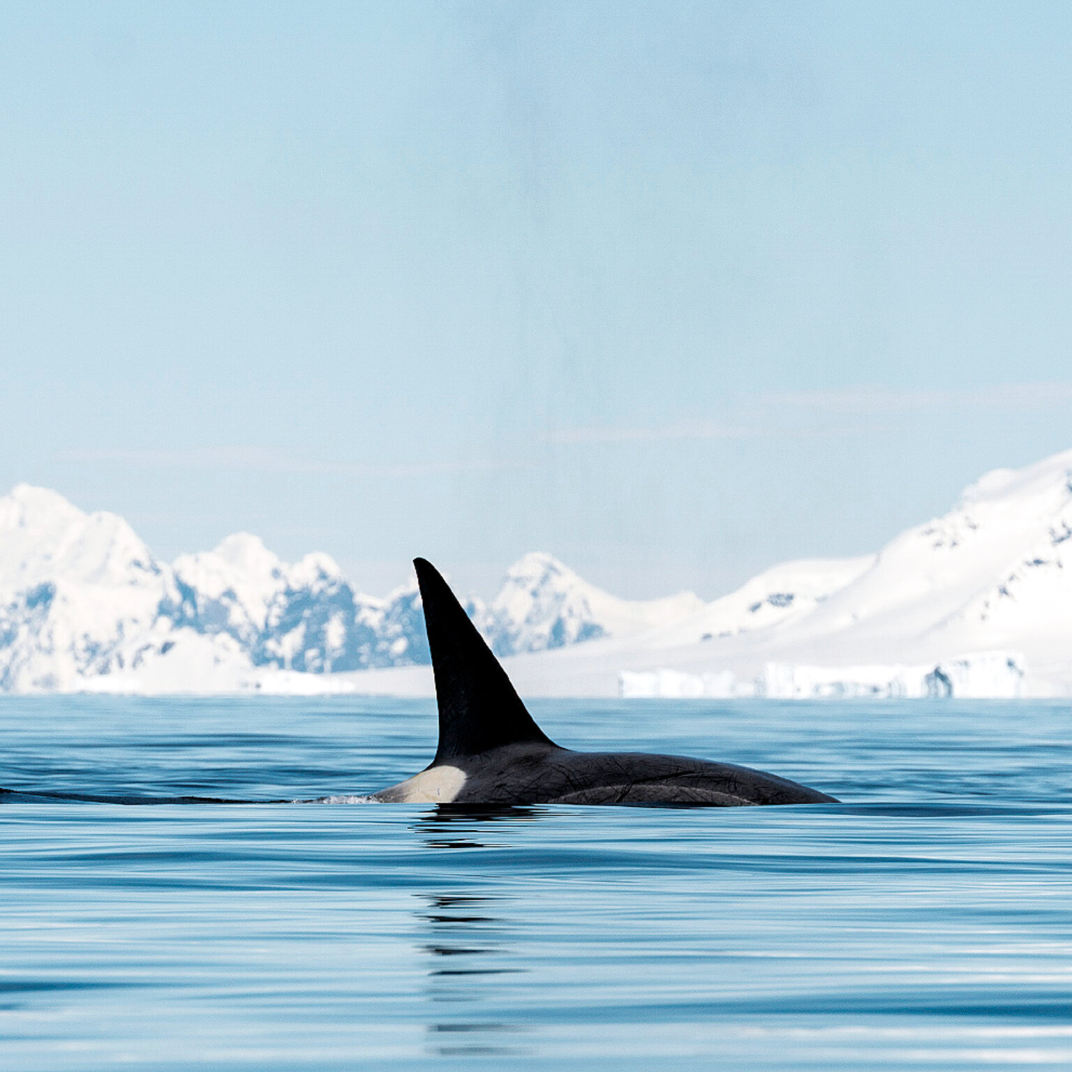 Antarctica I Ruslan Eliseev